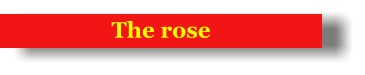 The rose